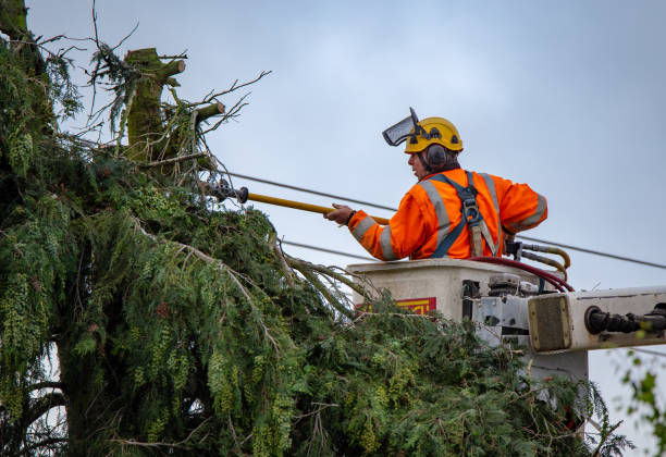 Best Palm Tree Trimming  in Springfield, MN