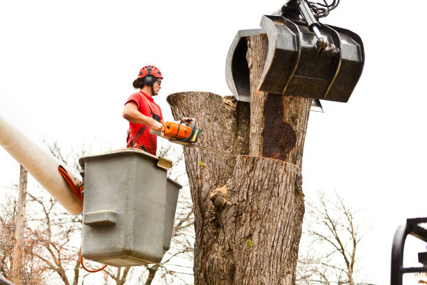 How Our Tree Care Process Works  in  Springfield, MN